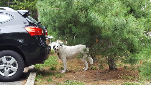 State Park «Wilson Mountain Reservation», reviews and photos, 384 Common St, Dedham, MA 02026, USA