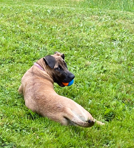 Pet Supply Store «All The Best Pet Care», reviews and photos, 1048 116th Ave NE, Bellevue, WA 98004, USA