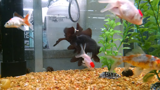 Pet Supply Store «Petco Animal Supplies», reviews and photos, 753 53rd Ave NE, Fridley, MN 55421, USA