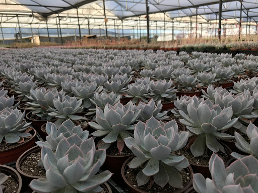 North County Roots Nursery