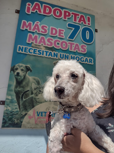 Foto de Cuidador de mascotas en Torreón, Coahuila