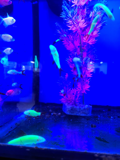 Pet Supply Store «Pet Supplies Plus», reviews and photos, 1262 OH-303, Streetsboro, OH 44241, USA