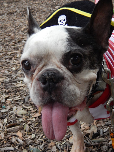 Dr. Kraemer Vet4Bulldog image