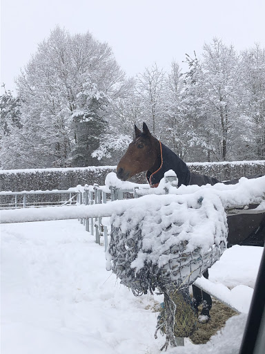 Equine Rehabilitationszentrum unter Oggelshausen, Baden Württemberg