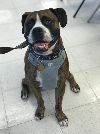 Pet Supply Store «Petco Animal Supplies», reviews and photos, 5453 N Bend Rd, Cincinnati, OH 45247, USA