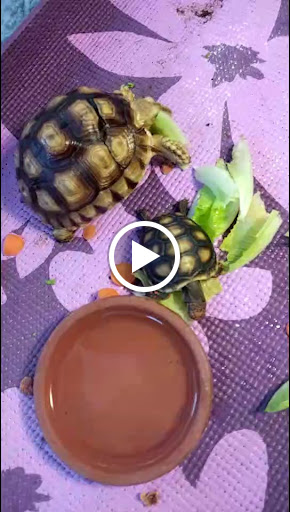 Tropical Fish Store «Sunset Pet & Supplies», reviews and photos, 1373 Sunset Blvd, Los Angeles, CA 90026, USA