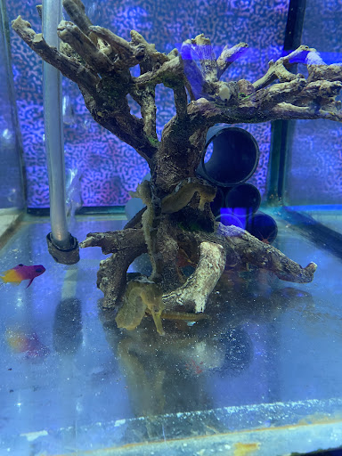 Blue Angel Aquaristik unter Senden, 