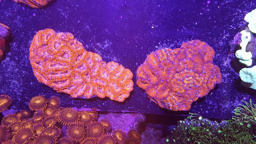 Tropical Fish Store «Elite Reef», reviews and photos, 8410 Wadsworth Blvd F, Arvada, CO 80003, USA