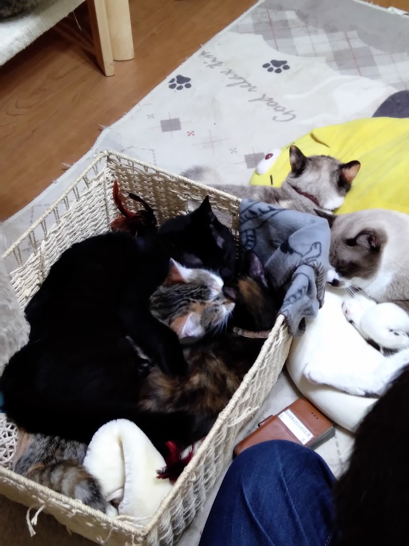 Five Cats 青森県弘前市大字黒滝一ノ川瀬 カフェ 喫茶 グルコミ