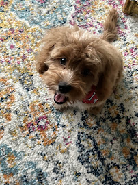 Pet De Lite - Photo 9 - Car repair in Lorton, VA, Waldorf