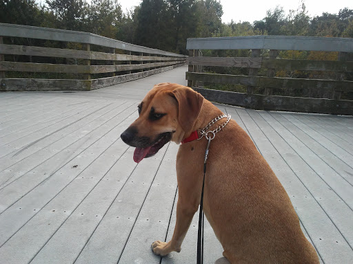 Park «Cliff Stephens Park», reviews and photos, 600 Fairwood Ave, Clearwater, FL 33759, USA