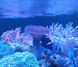 Ryan Art Design ( Aquarium air laut & Aquascape Design) photo