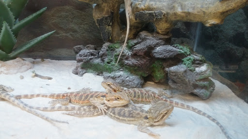 Pet Supply Store «Petco Animal Supplies», reviews and photos, 6425 Keizer Station Blvd, Keizer, OR 97303, USA