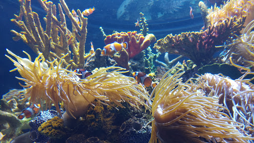 Aquarium «Wonders Of Wildlife National Museum & Aquarium», reviews and photos, 500 W Sunshine St, Springfield, MO 65807, USA