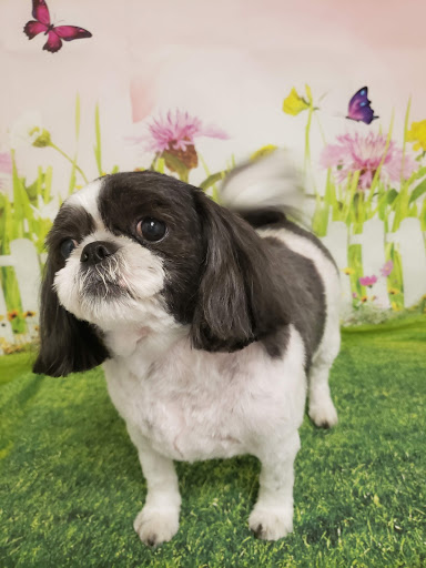 Pet Groomer «One Stop Pet Shop Inc», reviews and photos, 1375 Chestnut St # 103, Emmaus, PA 18049, USA