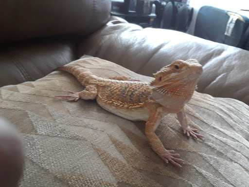 Pet Store «Petland Discounts - Pitkin Avenue», reviews and photos, 1689 Pitkin Ave, Brooklyn, NY 11212, USA