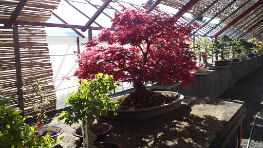 Bonsai-Centrum Wiesbaden