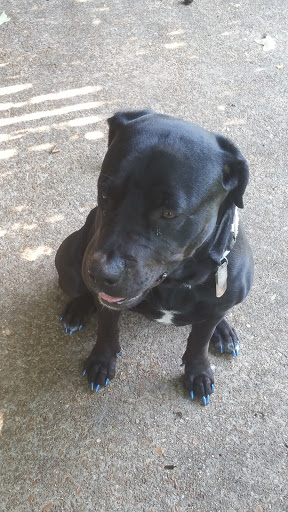 Pet Supply Store «Petco Animal Supplies», reviews and photos, 2435 N Hwy 67, Florissant, MO 63033, USA