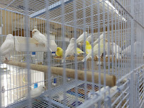 Gomez Pet Shop - Photo 3 - Car repair in Tampa, FL, Tampa