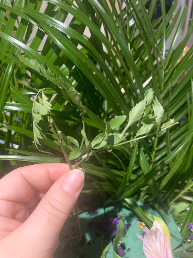 Florist «Floral Concepts», reviews and photos, 11261 Richmond Ave G109, Houston, TX 77082, USA