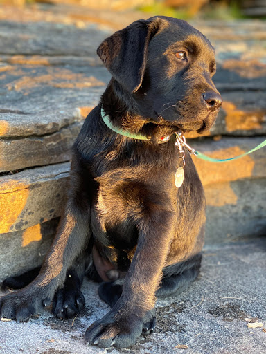 Asklar Labradors