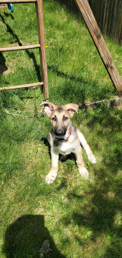 Pet Store «The Dog House», reviews and photos, 120 Hale Rd #1, Manchester, CT 06042, USA