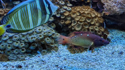 Pet Store «Claremont Pet & Aquarium Center», reviews and photos, 201 Washington St, Claremont, NH 03743, USA