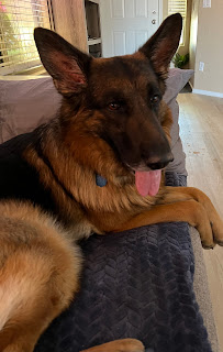 Aunt Kristy's Pet Sitting LLC - Photo 7 - Car repair in , Phoenix