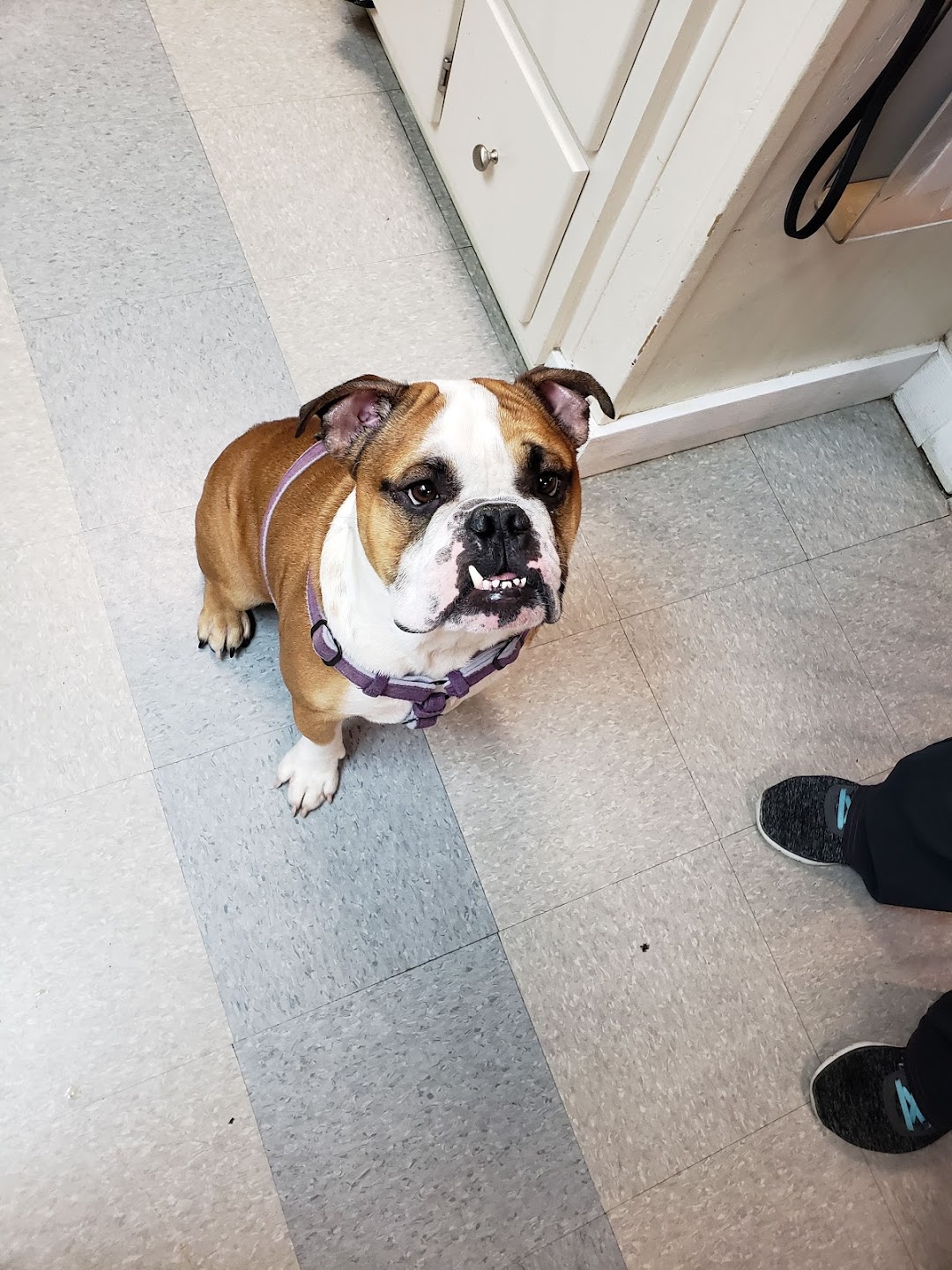 Humane Society of Atlantic County