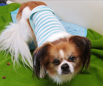 Fondren 5 Star Pet Resort - Photo 1 - Car repair in Missouri City, TX, Pearland