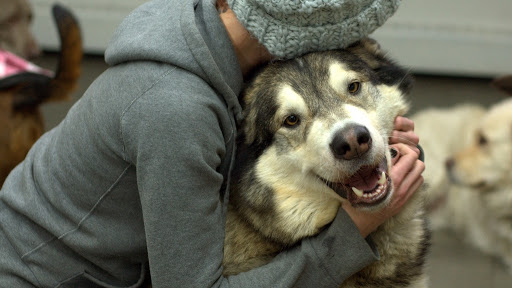 PAWS Dog Daycare