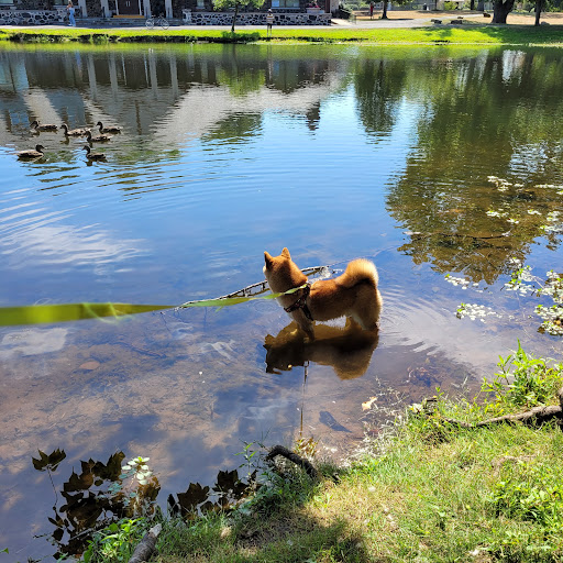 Park «Taylor Park», reviews and photos, 100 Main St, Millburn, NJ 07041, USA