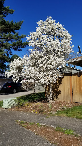 Park «Shadywood Park», reviews and photos, 535 NE 24th Ave, Hillsboro, OR 97124, USA