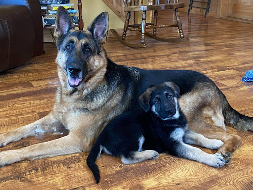 Photo of Peakes Brook German Shepherds