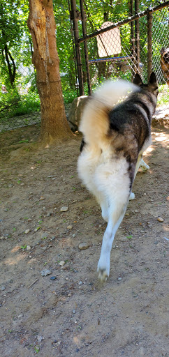 Dog Park «Forest Park Dog Run», reviews and photos, 8445 Park Ln S, Woodhaven, NY 11421, USA