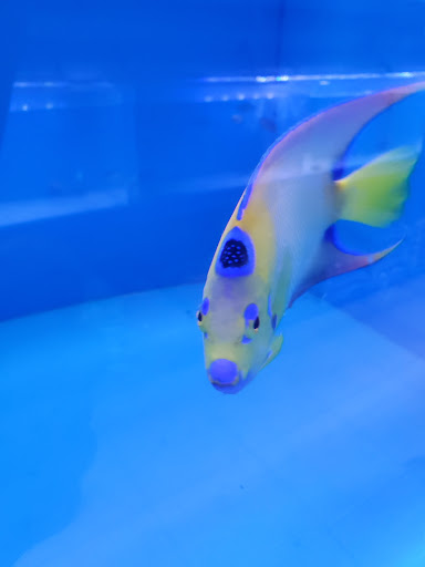 Tropical Fish Store «Rainbow Aquarium and Pond», reviews and photos, 9066 Woodman Ave, Pacoima, CA 91331, USA