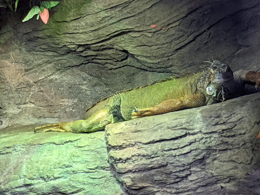 Amusement Park «The Pavilion Park», reviews and photos, 1171 Celebrity Cir, Myrtle Beach, SC 29577, USA