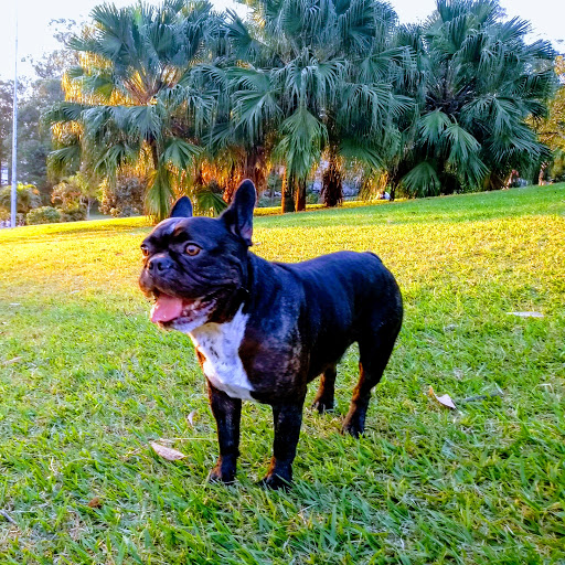 Central Pet Panamby - Centro Veterinário 24 horas em São Paulo - SP