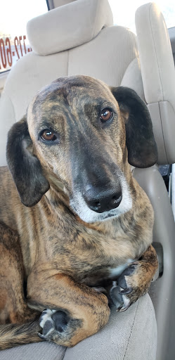 Pet Supply Store «Petco Animal Supplies», reviews and photos, 1100 Middle Country Rd, Selden, NY 11784, USA