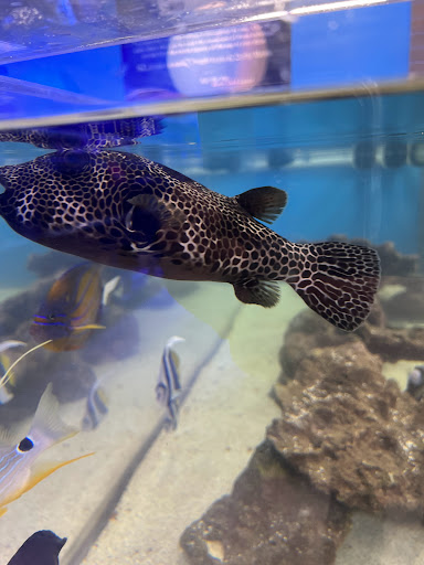 Tropical Fish Store «Marine Warehouse Aquarium», reviews and photos, 8021 W Hillsborough Ave, Tampa, FL 33615, USA