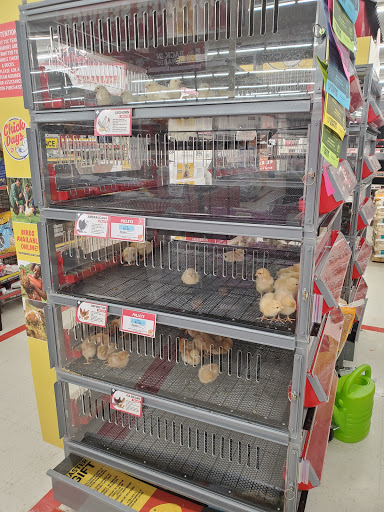 Home Improvement Store «Tractor Supply Co.», reviews and photos, 55 Crystal Ave #17a, Derry, NH 03038, USA