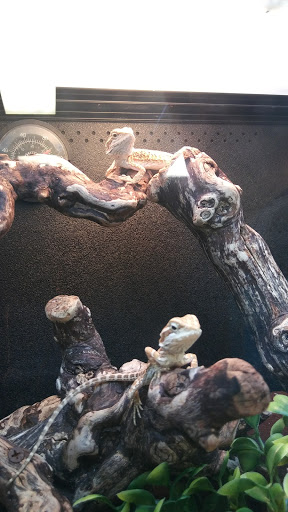 Pet Supply Store «PetSmart», reviews and photos, 5214 Blanche Moore Dr, Corpus Christi, TX 78411, USA