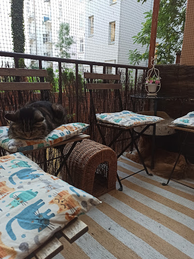 Cat Café