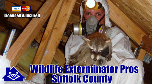 Wildlife Exterminator Pros Suffolk County image 9