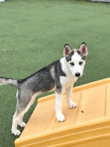 Pet Store «Happy, Clean and Smart», reviews and photos, 5700 W Kilgore Ave, Muncie, IN 47304, USA