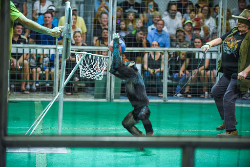 Non-Profit Organization «Big Cat Habitat & Gulf Coast Sanctuary», reviews and photos, 7101 Palmer Blvd, Sarasota, FL 34240, USA