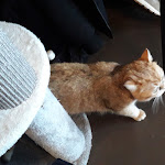 Photo n°4 de l'avis de Mirella.a fait le 07/01/2023 à 15:39 sur le  Dr. Cat - Pet Lounge Bistrot à Brescia