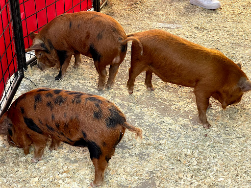 Winery «Landon Winery», reviews and photos, 101 N Kentucky St, McKinney, TX 75069, USA