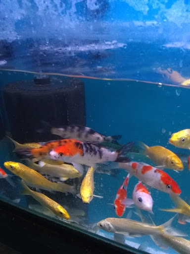 Pet Store «Super Pets», reviews and photos, 9403 E Las Tunas Dr, Temple City, CA 91780, USA