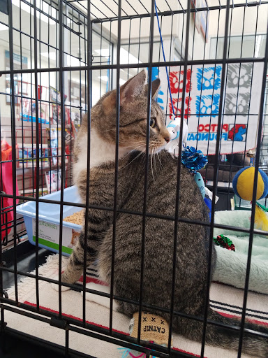 Pet Supply Store «Petco Animal Supplies», reviews and photos, 24332 Rockfield Blvd, Lake Forest, CA 92630, USA